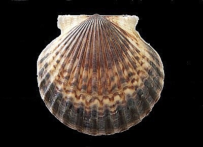 Argopecten irradians irradians